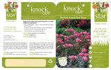 Knock Out Rose 71093 Handleiding
